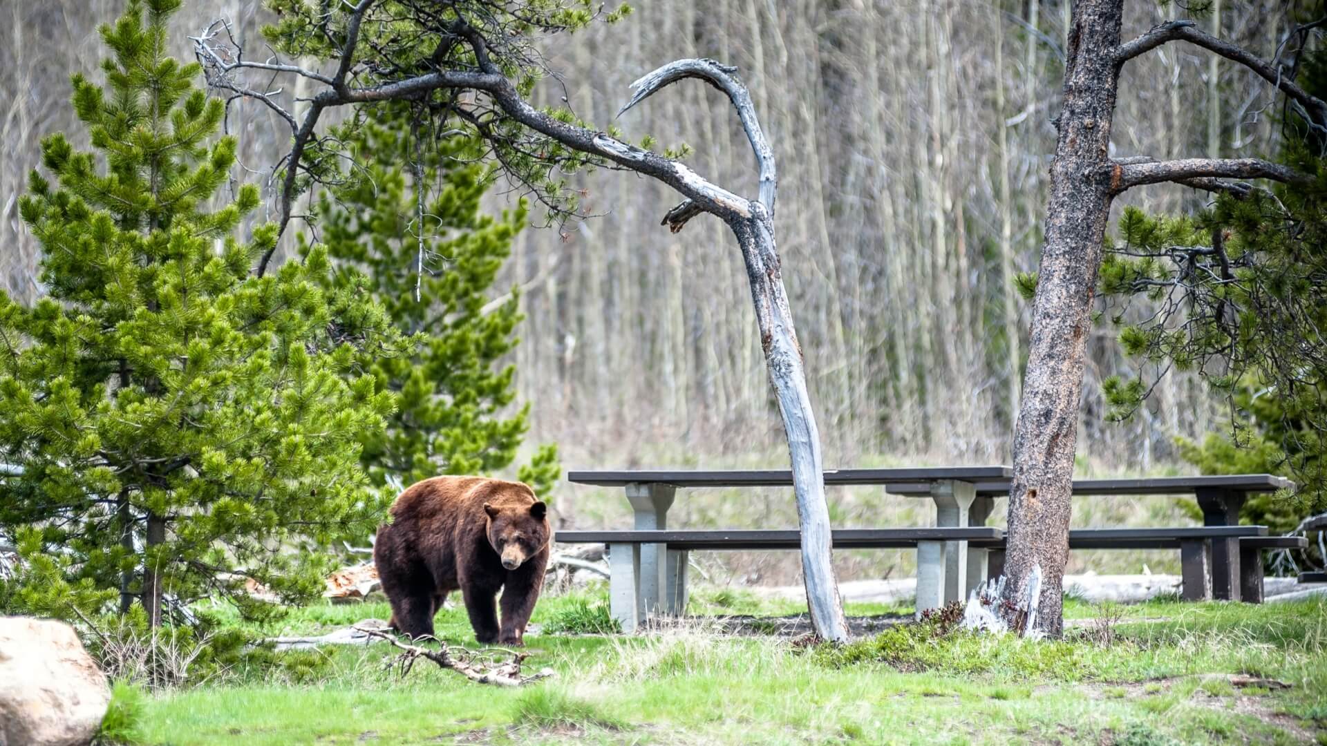 A bear walking beside two concrete picnic tables in the woods with trees behind and beside the bear