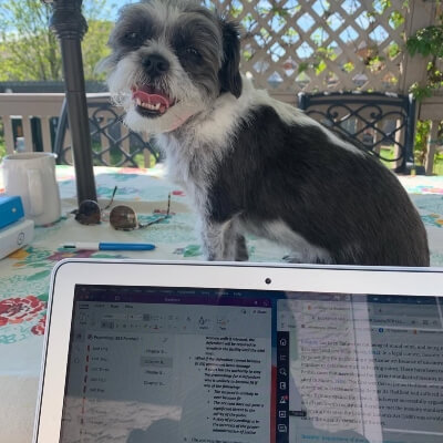 small dog sitting on a patio table behind an open laptop