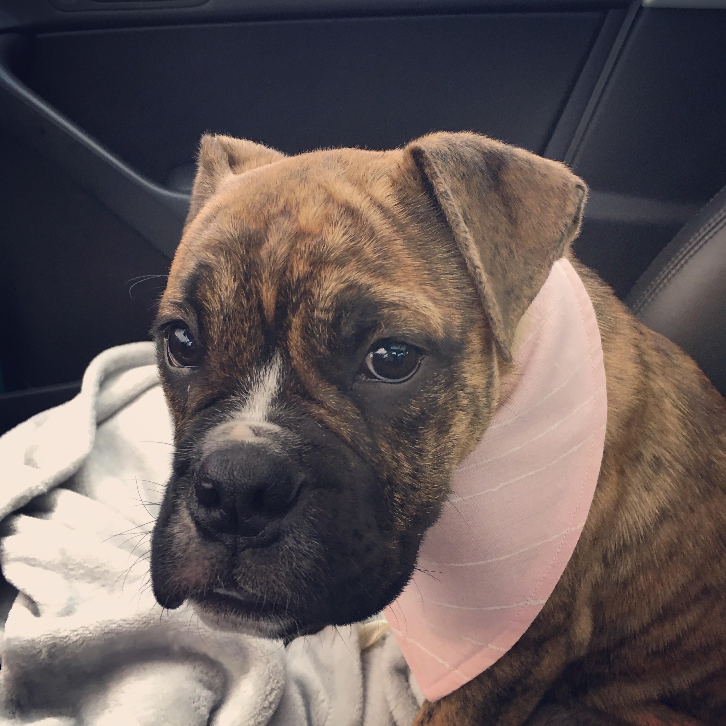 Clover, a bulldog who was Shawna Gork's constant companion through cancer treatment.