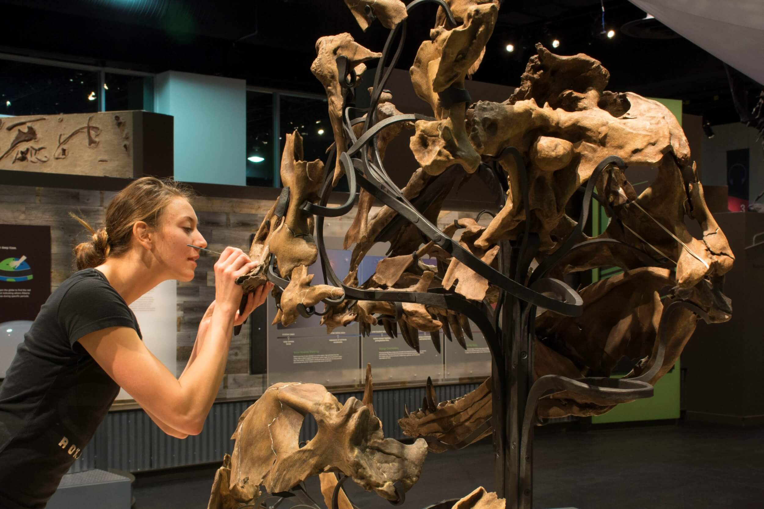 Amy Kowalchuk working on a specimen at the Royal Tyrrell Museum, where she works through the Historical Resources Intern Program, a partnership between Athabasca University and the Government of Alberta.