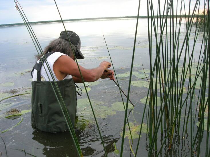 The late Clement Auger, a member of Bigstone Cree Nation, collecting water lilies for traditional medicine in Bigstone’s traditional territory in 2009.. Community members’ observations of changes to traditional foods and medicine is one of the reasons the community is monitoring water.