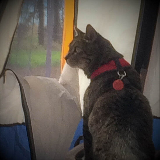 A picture of a cat inside a tent watching something outside
