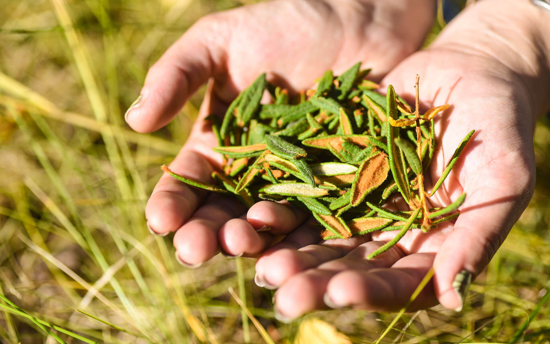 cupped hands holding Labrador tea leaves