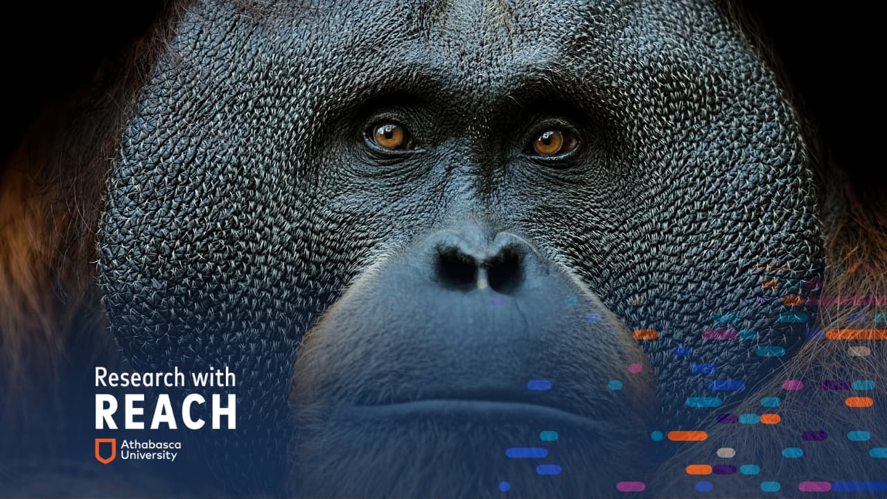 Close up of primate animal